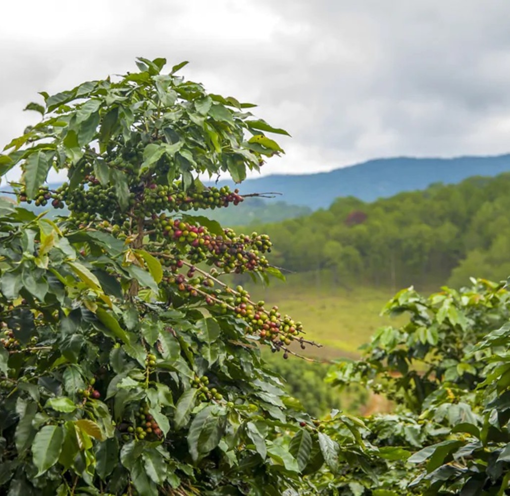 Plantación de café