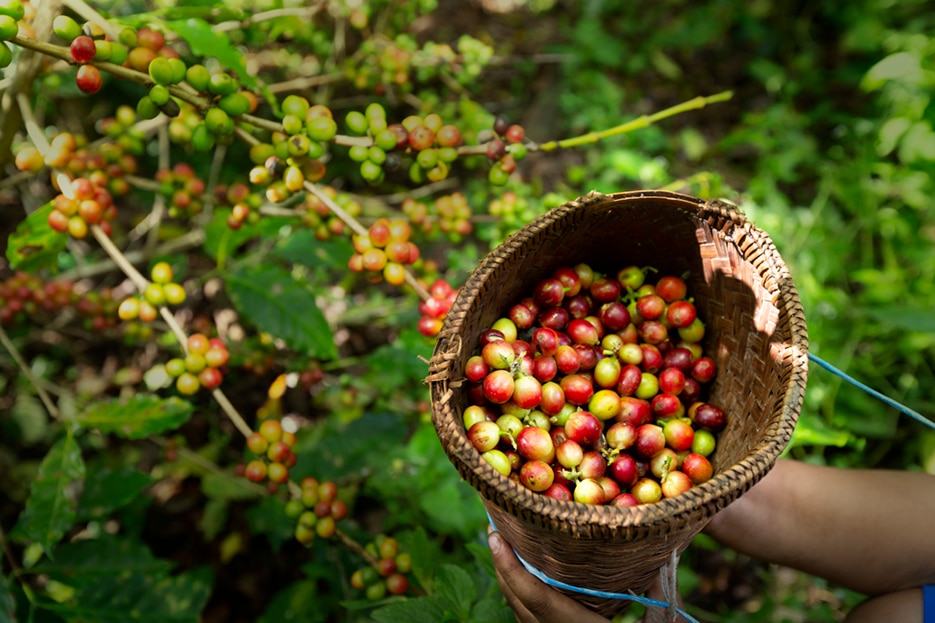 donde se cultiva el cafe Dolce Gusto