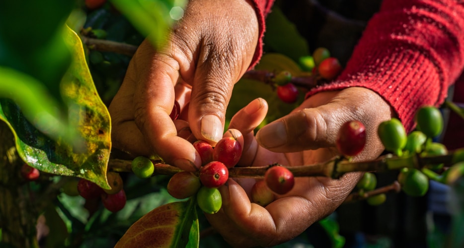 Cultivo de café robusta en las plantaciones de Nestlé 