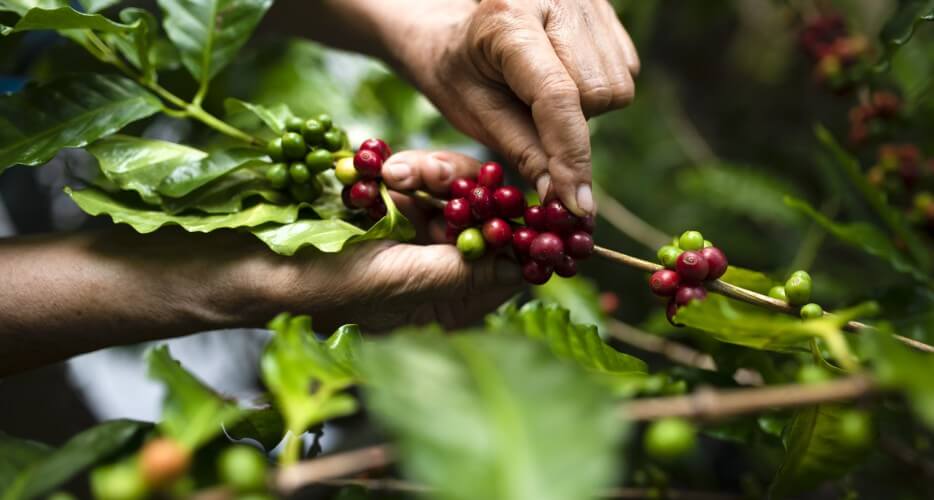 Diferencias entre café orgánico y convencional