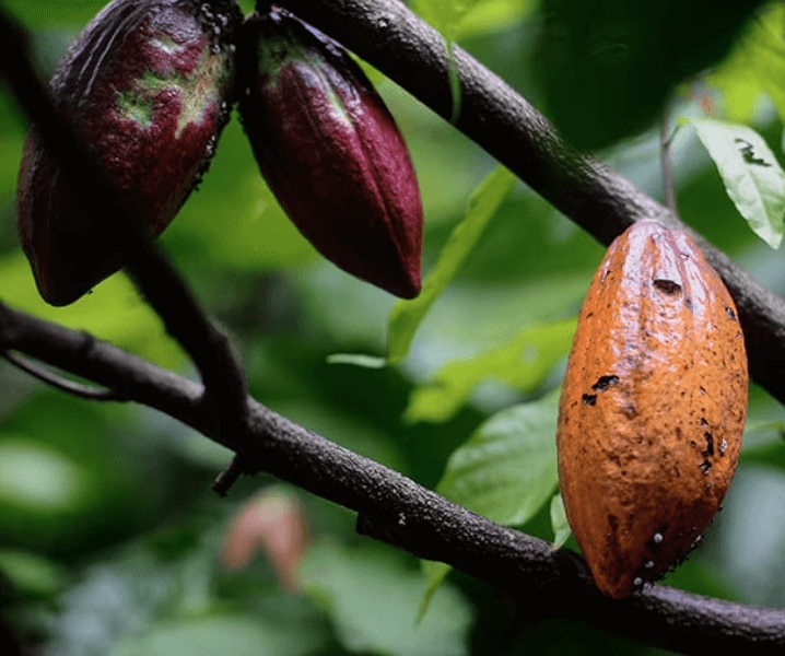 Cacao de NESCAFÉ Dolce Gusto cultivado responsablemente 